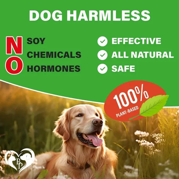 Daily Joint Support Chews for Dogs 🐾 with Glucosamine & Chondroitin